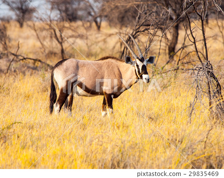 Gemsbok or gemsbuck antelope, Oryx gazelle 29835469