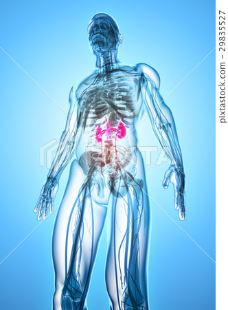 3D illustration of Urinary System, medical concept 29835527