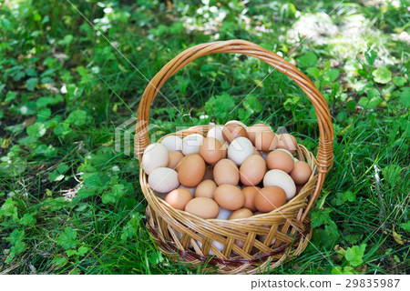 Wicker basket with eggs is standing on grass 29835987