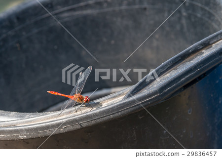 Nice red dragonfly Nice red dragonfly 29836457