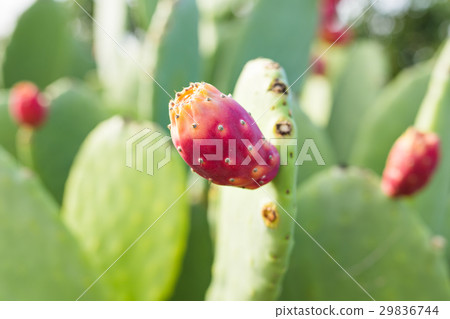 Prickly pear cactus with fruit 29836744