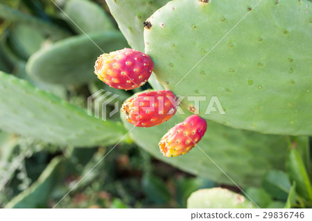 Prickly pear cactus with fruit Prickly pear cactus with fruit 29836746