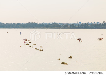 Pink Flamingo on Lake Pink Flamingo on Lake 29836902