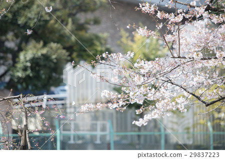 Cherry blossoming white pink pink 29837223