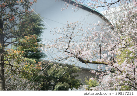 Cherry blossoming white pink pink 29837231