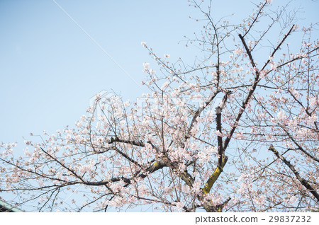 Cherry blossoming white pink pink Cherry blossoming white pink pink 29837232