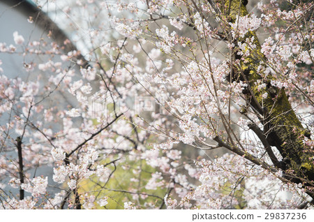櫻桃開花的白色粉紅色粉紅色 29837236