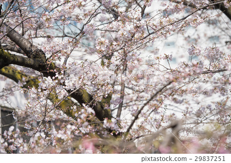 Cherry blossoming white pink pink Cherry blossoming white pink pink 29837251