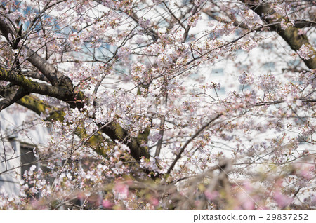 櫻桃開花的白色粉紅色粉紅色 29837252