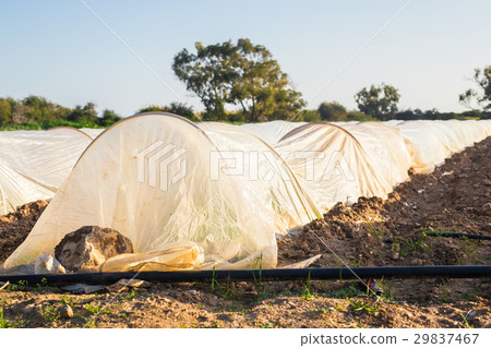 white small greenhouse in country garden in spring 29837467
