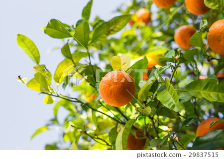 圖庫照片: orange tree with ripe fruits