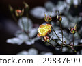 玫瑰 29837699