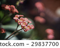 虎刺梅, 麒麟花 29837700