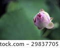 荷花, 蓮花 29837705