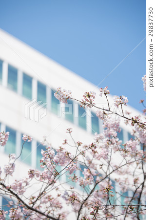 櫻花開花的芽開花的清楚的天氣桃紅色藍綠色 29837730