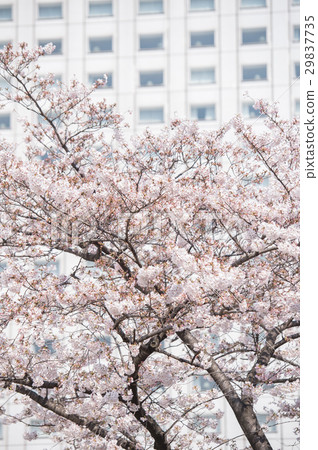 Cherry blossom blooming bud Blooming clear weather pink blue green Cherry blossom blooming bud Blooming clear weather pink blue green 29837735