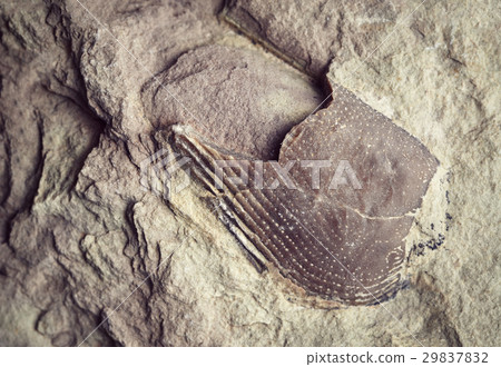 broken off fossil on a rock 29837832