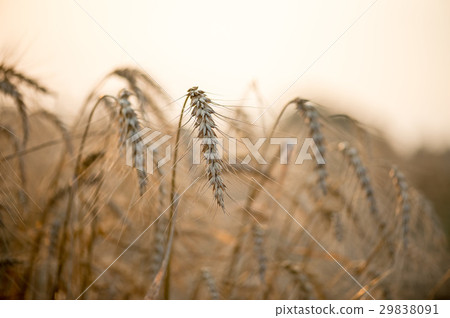 Field of dry wild spikes backlit with setting sun 29838091