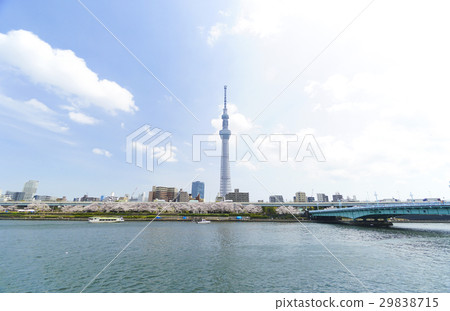 東京櫻花東京天空樹和Sumidagawa 東京櫻花東京天空樹和Sumidagawa 29838715