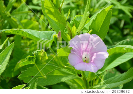 Light pink "Hirugao" (Species coast / Hachinohe city Aomori) 29839682