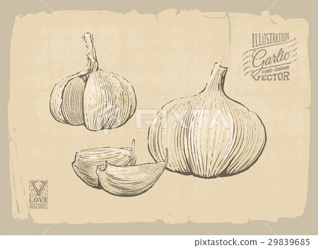 garlic illustration garlic illustration 29839685