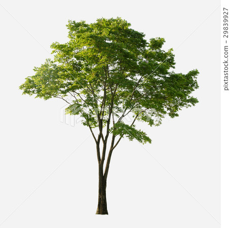 big tree green leaf isolate on white background big tree green leaf isolate on white background 29839927