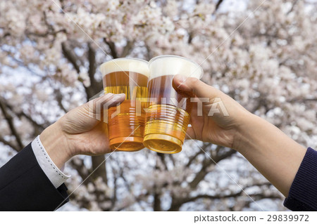 Male hand toast to cherry blossom viewing 29839972