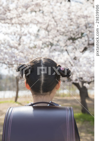 New 1st graders looking at cherry blossoms New 1st graders looking at cherry blossoms 29839986