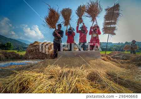 NAN, THAILAND - OCTOBER 22, 2016 - Unidentified farmers gather and cooperate to do traditional rice threshing on October 22, 2016 at Nan province, Thailand. NAN, THAILAND - OCTOBER 22, 2016 - Unidentified farmers gather and cooperate to do traditional rice threshing on October 22, 2016 at Nan province, Thailand. 29840668