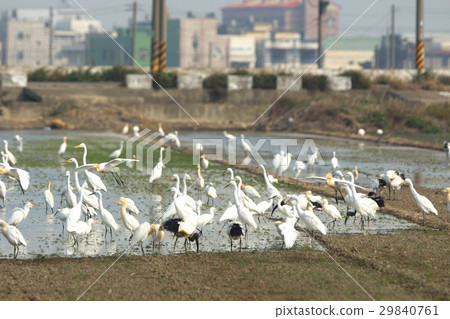 鳥群 鳥群 29840761