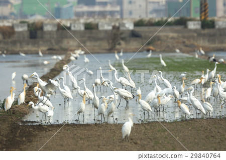 Bird group Bird group 29840764