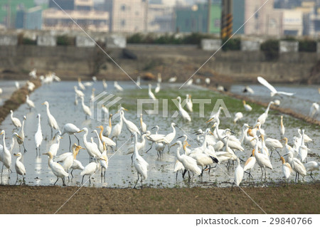 鳥群 29840766