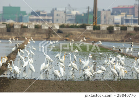 Bird group Bird group 29840770