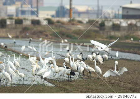 鳥群 鳥群 29840772