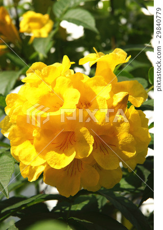 軟枝黃蟬 29840779