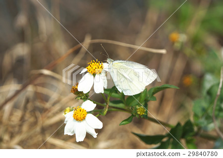 White butterfly 29840780