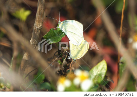 白粉蝶 29840781