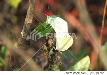 白粉蝶 29840784