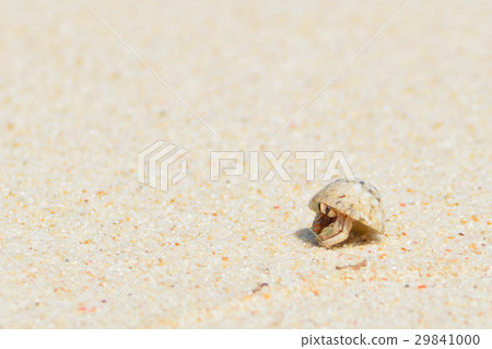 Cute hermit crab on white sand beach 29841000