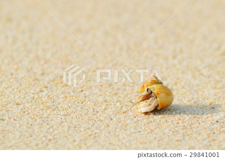 Hermit crab on the evening beach Hermit crab on the evening beach 29841001