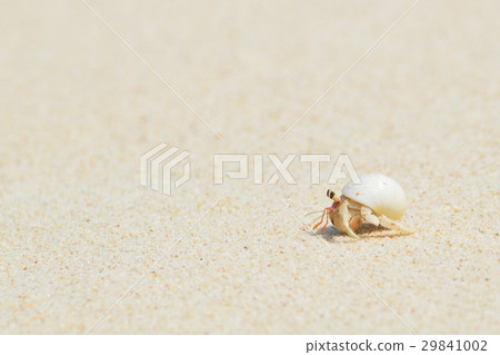 走在白色沙子海灘的白色殼海殼寄居蟹 29841002
