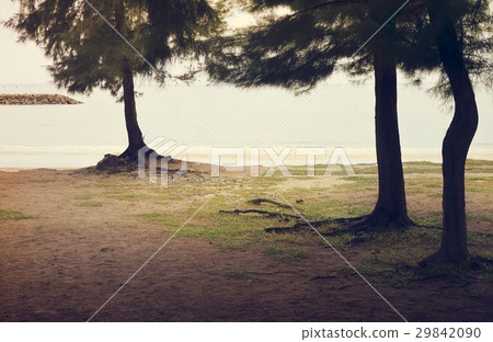 Tree Beach Ocean Coastline Nature 29842090