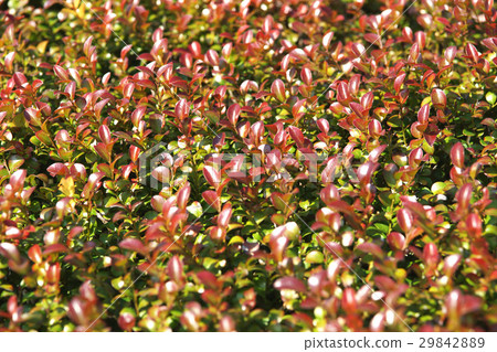 葉子 葉子 29842889