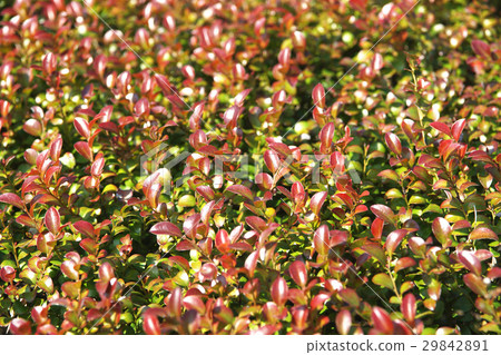 leaf leaf 29842891