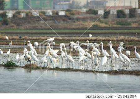 Bird group Bird group 29842894