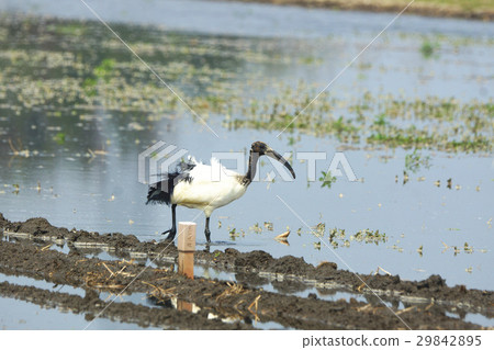 埃及聖䴉 29842895