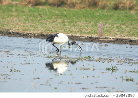 Egyptian Holy Ghost Egyptian Holy Ghost 29842896