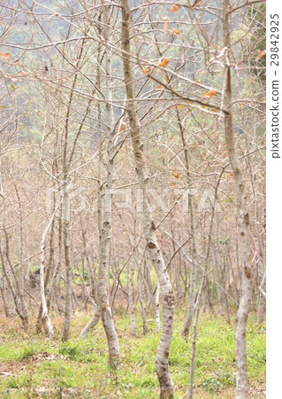 Trees Trees 29842925