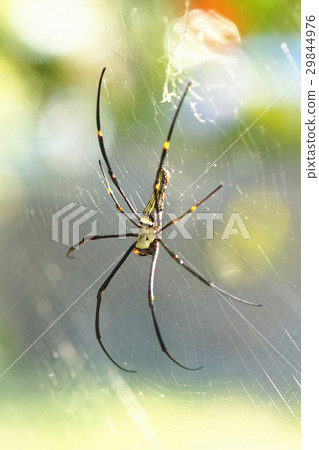 spider spider 29844976