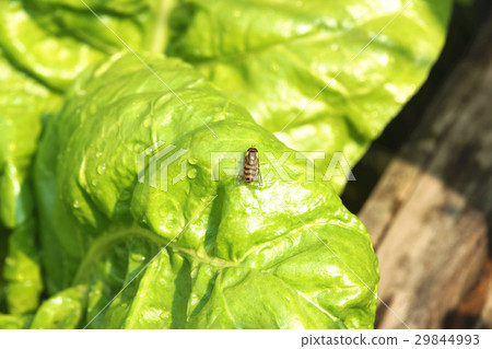 菜葉 29844993